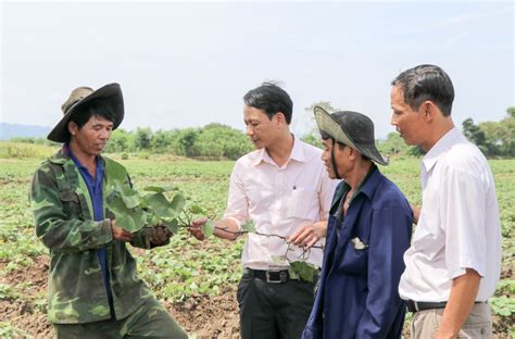 Huyện Lắk Diện Tích Khoai Lang Tăng đột Biến Báo Đắk Lắk điện Tử