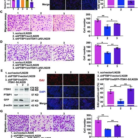 Ptbp1 Promoted Proliferation Migration And Invasion Of Glioma Cells