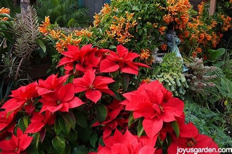 Poinsettia Plant Care Keep Yours Looking Good