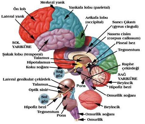 S N R S Stem S N R S Stem N N Yapisi Anatom S