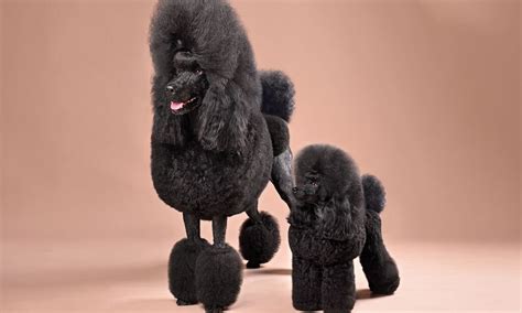 Dark Chocolate Toy Poodle Outlet Website | www.pinnaxis.com