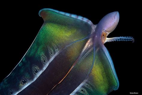 Blanket Octopus Female Blanket Octopus Deep Sea Creatures Octopus