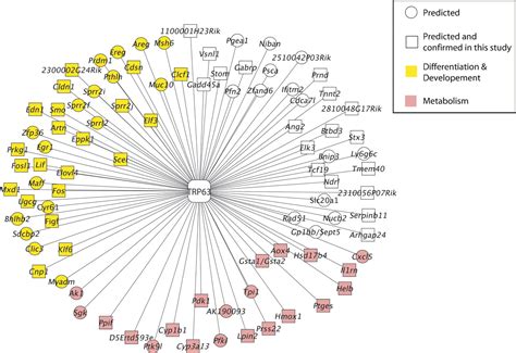 Direct Targets Of The TRP63 Transcription Factor Revealed By A