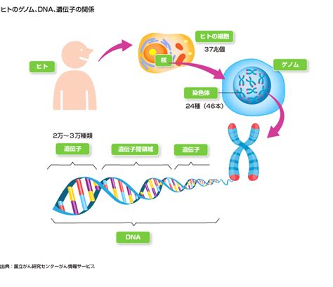 患者それぞれに最適治療をするがんゲノム医療始動｜ビジュアル・ニュース解説｜経済ナレッジバンク｜日経をヨクヨムためのナビサイト