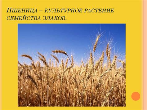 Пшеница – важнейшая зерновая культура - презентация онлайн