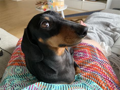 Side eye. : Dachshund