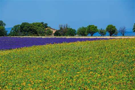 Sunflowers And Lavender Provence France Stock Image Image Of