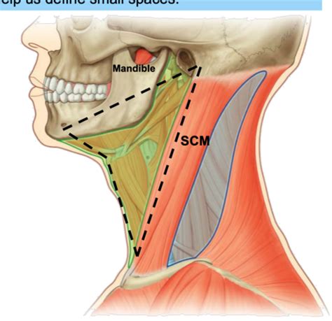 Anterior Triangle Otic Submandibular Ganglia Fast Flashcards Quizlet