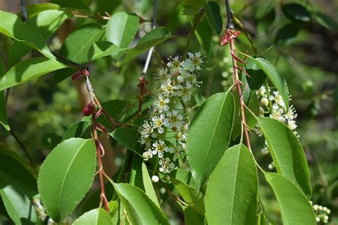 Chokecherry — Underwood Conservation District