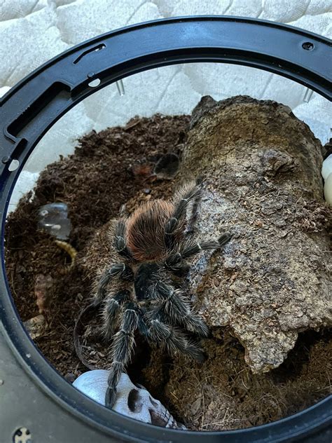 Hello again insect lovers, I've come again to yet another compilation