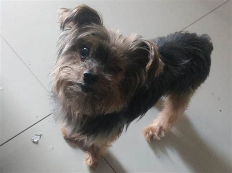 Cachorrinho cego de um olho e surdo está desaparecido em Varginha