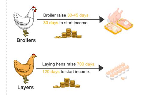 Retech What Are The Advantages And Disadvantages Of Poultry Farming