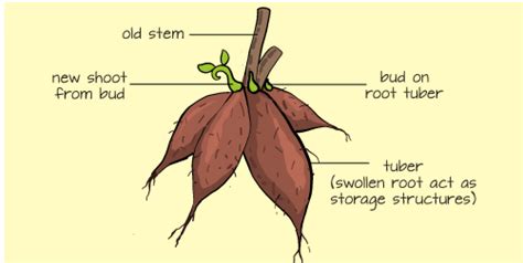 Reproduction In Plants Cbse Class 7 Science Notes Chapter 12