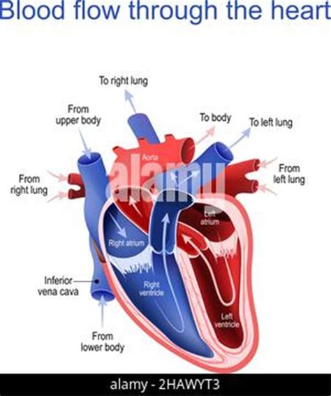 Heart Diagram Labeled Blood Flow