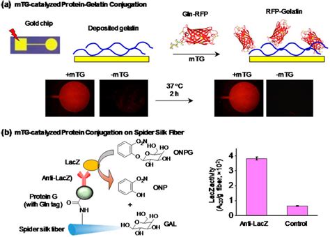 Mtg Catalyzed Protein Protein Conjugation A Gln Tagged Rfp