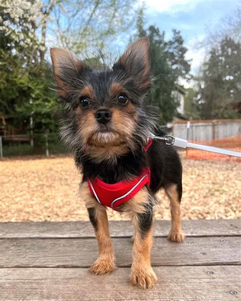 Yorkie Pom Or Porkie Yorkie And Pomeranian Mix Info Pictures Facts