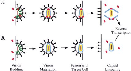 Model For The Role Of Cyclophilin A In HIV 1 Replication The HIV 1 Gag