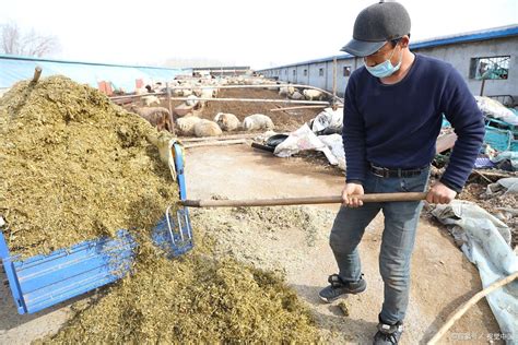 如何利用青贮饲料喂羊？青贮饲料有哪些优点？答案来了