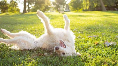 Il Cane Si Rotola Nell Erba Cause E Spiegazione Del Comportamento Canino