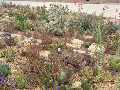 How to Make a Cacti and Succulent Garden - Fine Gardening