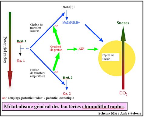 Les Conditions De Vie Sur Terre Cycle 3