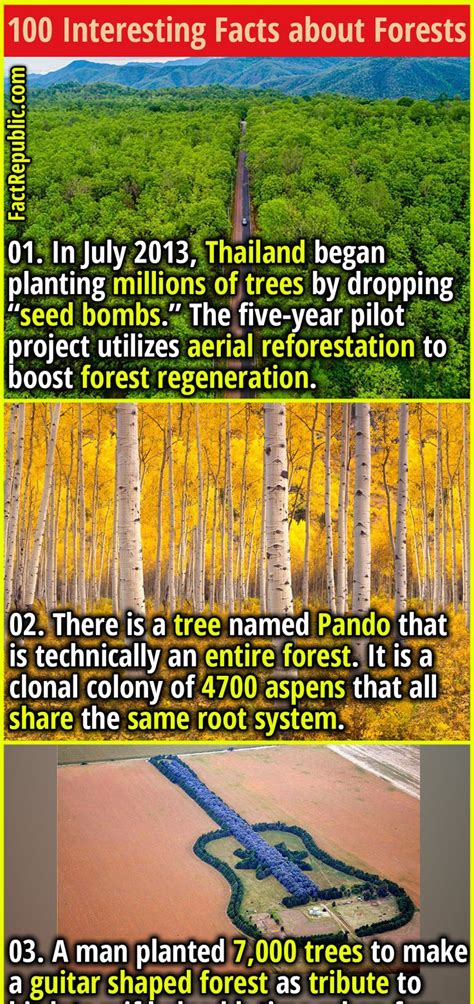 100 Interesting Facts About Forests Fact Republic Fun Facts Forest