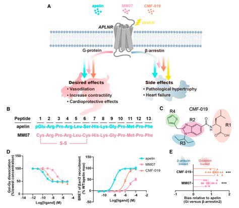 Design Of Biased Agonists Targeting The Apelin Receptor