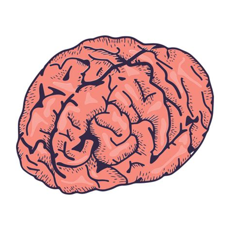 PNG E SVG De Cerebro Fundo Transparente Para Baixar