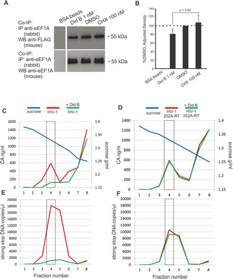 The Effect Of Didemnin B On RT EEF1A Interaction In Vitro And Viral