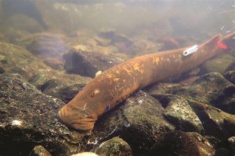 Great Lakes Fishery Commission Future Control Methods