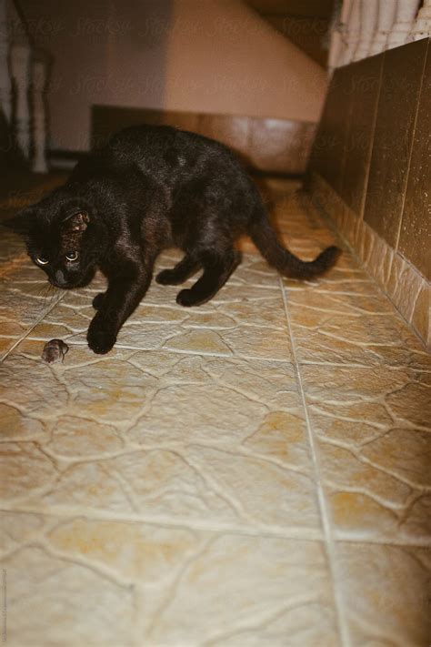 "Cat Hunting Mouse" by Stocksy Contributor "Urs Siedentop & Co" - Stocksy