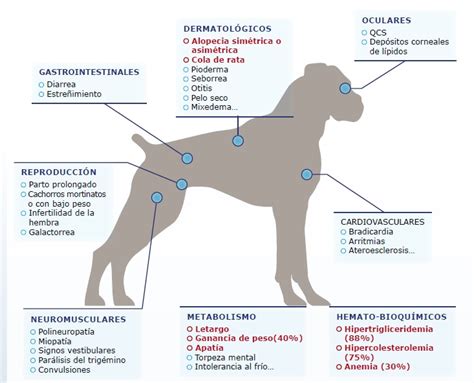 Cómo Se Diagnostica El Hipotiroidismo En Perros