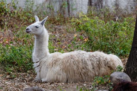 245 Llama Lying Stock Photos Free And Royalty Free Stock Photos From