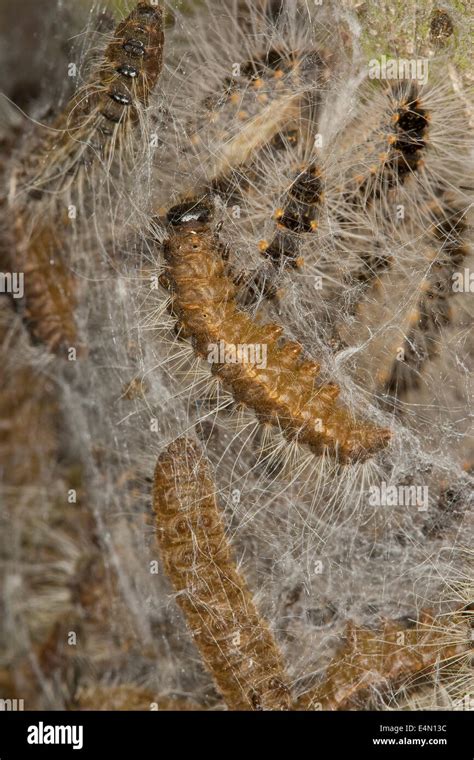 Chenille Processionnaire Du Ch Ne Eichen Prozessionsspinner