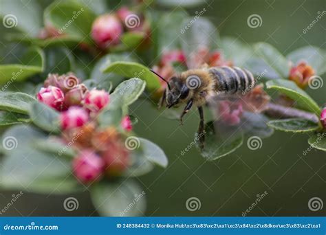 Abelha Sentada Sobre Uma Flor No Jardim Foto De Stock Imagem De