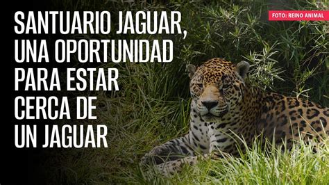 Santuario Jaguar Una Oportunidad Para Estar Cerca De Un Jaguar Youtube