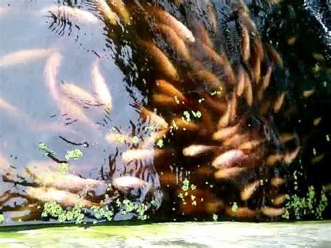 tilapia fish happily eating azolla youtube