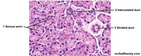 Submaxillary Gland Duct Histology