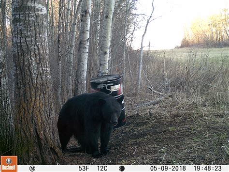 Eastern Sky Guiding Services — Bear Hunting Photos