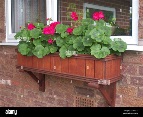 Wooden Window Box Planted With Red Geraniums, Uk Stock Photo, Royalty ...