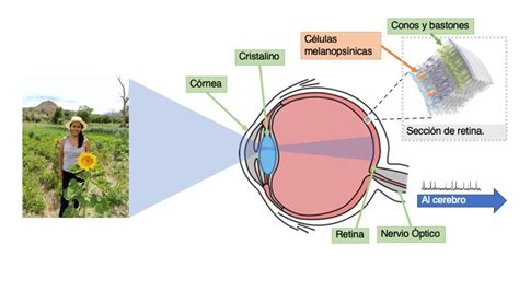 Ilustrar Clínica Cada semana percepción del color por el ojo humano