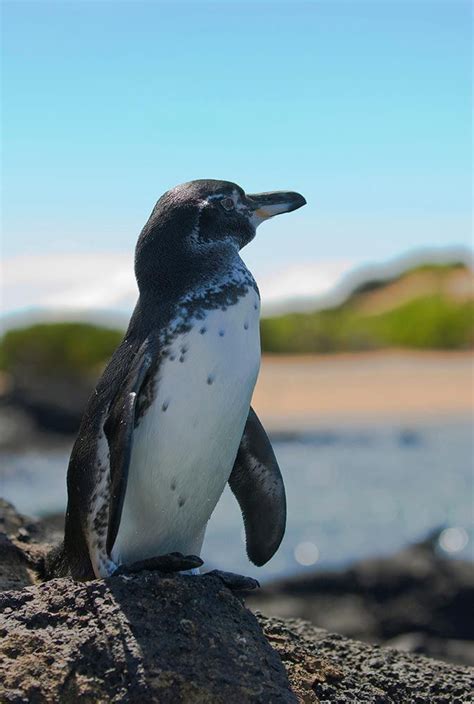 How the Galapagos Penguin adapted to life in the sun - Galapagos ...