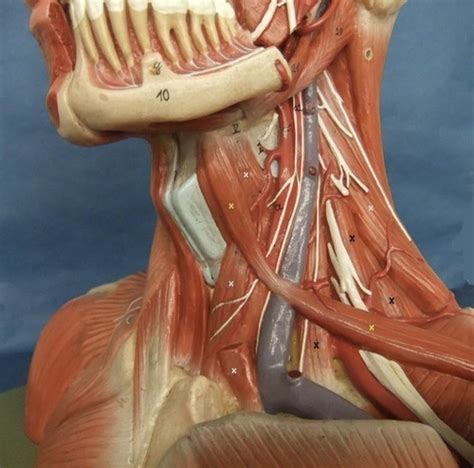 Head Neck Closeup Of Neck Diagram Quizlet