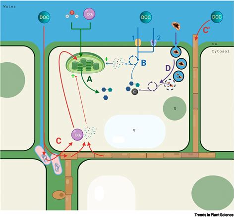 Mixotrophy In Aquatic Plants An Overlooked Ability Trends In Plant