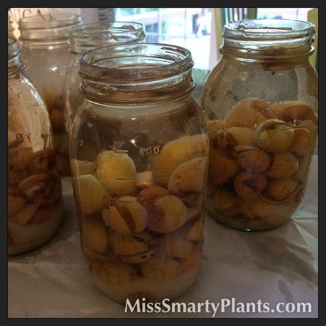 Loquat Recipes - Miss Smarty Plants