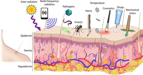 Epidermis Layers Model