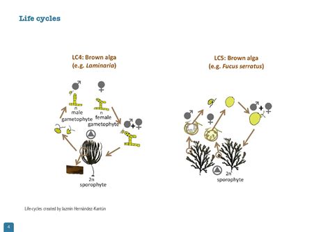 Macroalgae Species Macroalgae Initium