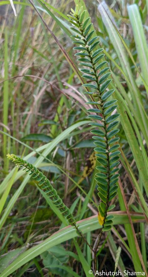 Phyllanthus Species Agasthyamala Biosphere Reserve Tamil Nadu