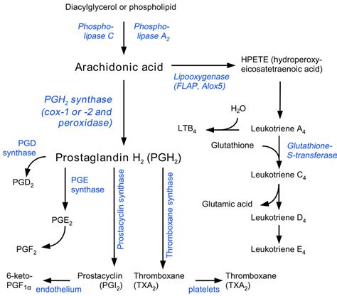 Prostaglandins Function Prostaglandin Synthesis Prostaglandin Inhibitors