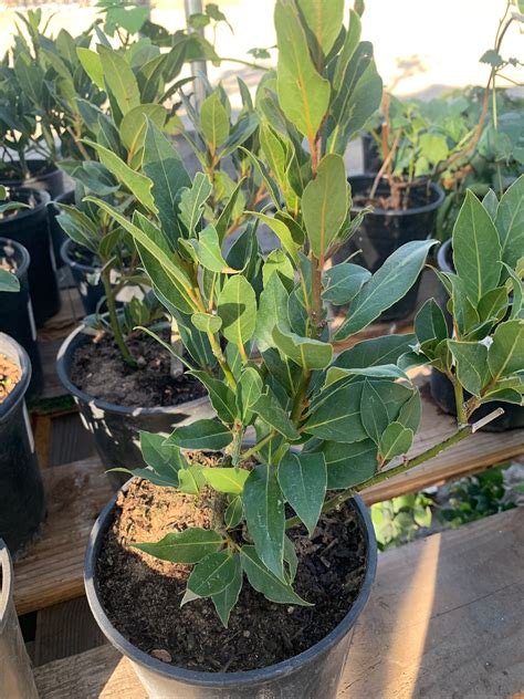 Bay leaf, sweet bay (laurus nobilis) ship in 6" pot – Mimosa Nursery